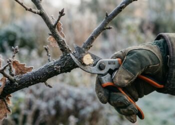 Os cuidados essenciais na poda de inverno que fazem toda diferença no crescimento das plantas