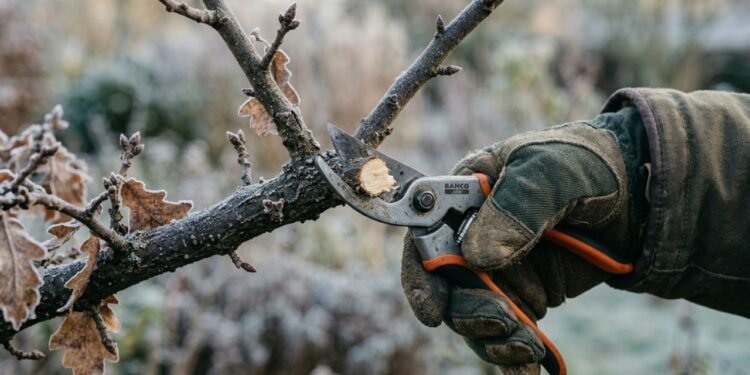 Os cuidados essenciais na poda de inverno que fazem toda diferença no crescimento das plantas