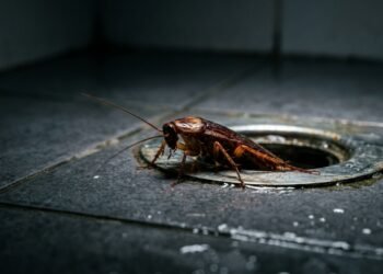 Barata de esgoto não some com spray e exige controle direto na origem do problema