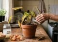 Plantas fracas podem reagir rápido com fertilizantes naturais feitos na cozinha