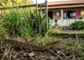 Plantas que afastam cobras do quintal ajudam mais quando o terreno está limpo e sem abrigo
