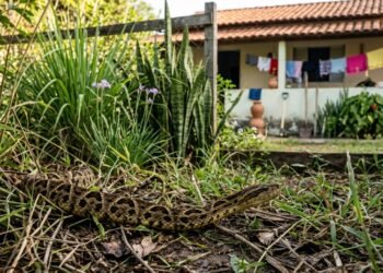 Plantas que afastam cobras do quintal ajudam mais quando o terreno está limpo e sem abrigo