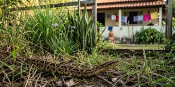 Plantas que afastam cobras do quintal ajudam mais quando o terreno está limpo e sem abrigo
