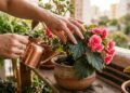Jardineiros experientes usam este truque para cultivar begônia com mais flores