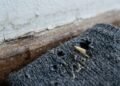 Traça de roupa e traça de parede exigem métodos diferentes para acabar de vez