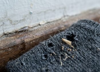 Traça de roupa e traça de parede exigem métodos diferentes para acabar de vez