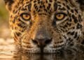 Pantanal revela o coração alagado da América do Sul e uma vida selvagem extrema