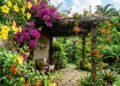 Essas trepadeiras transformam muros e pérgulas com flores, sombra e muito verde