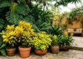 Plantas de folhas amarelas que não estão doentes e deixam o jardim mais iluminado