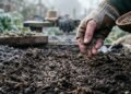 Inverno sem canteiros vazios, a escolha de sementes resistentes que mantém o jardim vivo