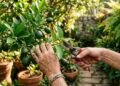 O segredo para fazer limoeiro produzir frutos está em um detalhe que muita gente ignora