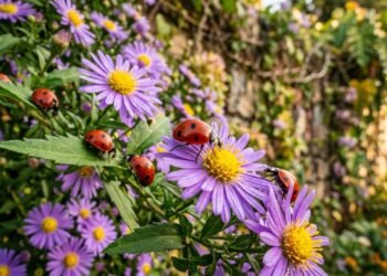 A trepadeira que atrai joaninhas e enche seu jardim de flores roxas