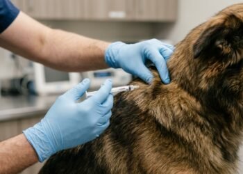 O governo tornou obrigatório o chip em cães e gatos: saiba quem precisa fazer e até quando