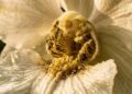 O perfume dessas flores é tão característico que lembra claramente o aroma de baunilha