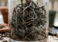 O motivo das raízes das plantas apodrecerem no vaso e como evitar perder suas plantas em casa