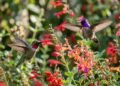 Estes tipos de flores garantem visitas constantes de beija-flores no seu jardim