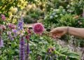 As espécies florais mais exóticas e aromáticas para criar um jardim elegante