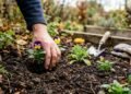 As 4 flores ideais para plantar em maio: elas encherão o jardim de fragrância e cor