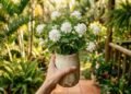 A planta que perfuma o ambiente e deixa o quintal mais bonito mesmo com pouca manutenção e muito sol