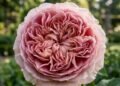 Estas não são rosas, mas sim variedades híbridas de uma flor rara pouco conhecida no paisagismo