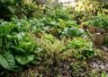 Nunca misture alecrim com essas plantas ou ele pode perder força e murchar