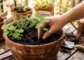 As 4 ervas fáceis de plantar e que vão garantir um chá fresco no seu dia