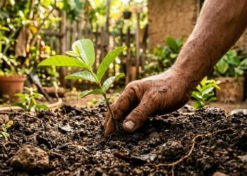 A frutífera mais fácil de plantar no quintal para quem quer colher frutas frescas direto do pé sem complicação
