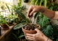 Como a borra de café protege suas orquídeas de pragas indesejadas de forma natural
