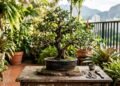Da semente a fruta, a técnica japonesa para conseguir mini árvores dentro de casa