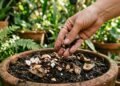 Como fazer um adubo caseiro para suas plantas e garantir um crescimento saudável