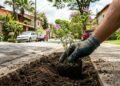 As plantas mais fáceis de cuidar que transformam qualquer espaço da casa em uma horta fresca