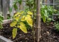 Tomate com folhas amarelas? o segredo para o seu tomateiro voltar a produzir muitos frutos