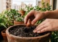 Como plantar bulbo de tulipa e ter flores coloridas mesmo em clima quente