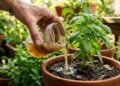 A dupla perfeita para o seu jardim: por que você deve misturar cascas de banana e vinagre