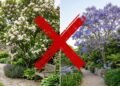 Nem magnólia nem jacarandá: a árvore que se enche de flores douradas e ganha destaque no jardim