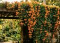 Essa trepadeira laranja cobre paredes rapidamente e deixa qualquer jardim mais bonito