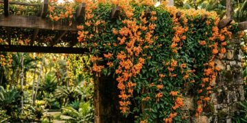 Essa trepadeira laranja cobre paredes rapidamente e deixa qualquer jardim mais bonito
