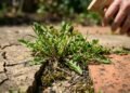 O truque fácil para eliminar ervas daninhas sem precisar arrancar uma por uma