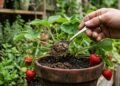 Basta 1 colher no solo para turbinar seus morangos e aumentar a produção sem agrotóxicos