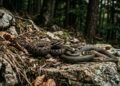 A maneira mais importante de distinguir cobras venenosas de não venenosas é pelas suas pupilas