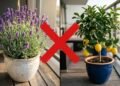 Nem lavanda nem limoeiro: esta é a planta considerada uma das mais perfumadas do mundo