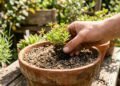 A planta que precisa de sol direto e como cuidar para ela florescer todos os dias sem parar