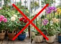 Nem rosas, nem orquídeas: a planta que floresce quase o ano todo e transforma qualquer varanda