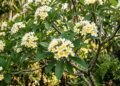 A árvore perfumada que deixa o jardim mais elegante e exige poucos cuidados no dia a dia
