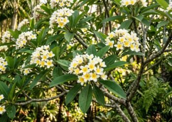 A árvore perfumada que deixa o jardim mais elegante e exige poucos cuidados no dia a dia