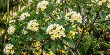 A árvore perfumada que deixa o jardim mais elegante e exige poucos cuidados no dia a dia