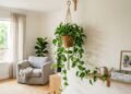 A planta trepadeira que traz vida para ambientes internos o ano todo