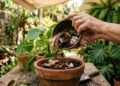 O fertilizante natural que fortalece raízes e ajuda plantas a crescerem muito mais rápido