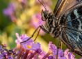 O incrível paladar das borboletas que permite sentir o gosto das flores com os pés