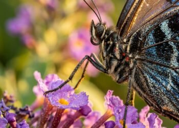 O incrível paladar das borboletas que permite sentir o gosto das flores com os pés